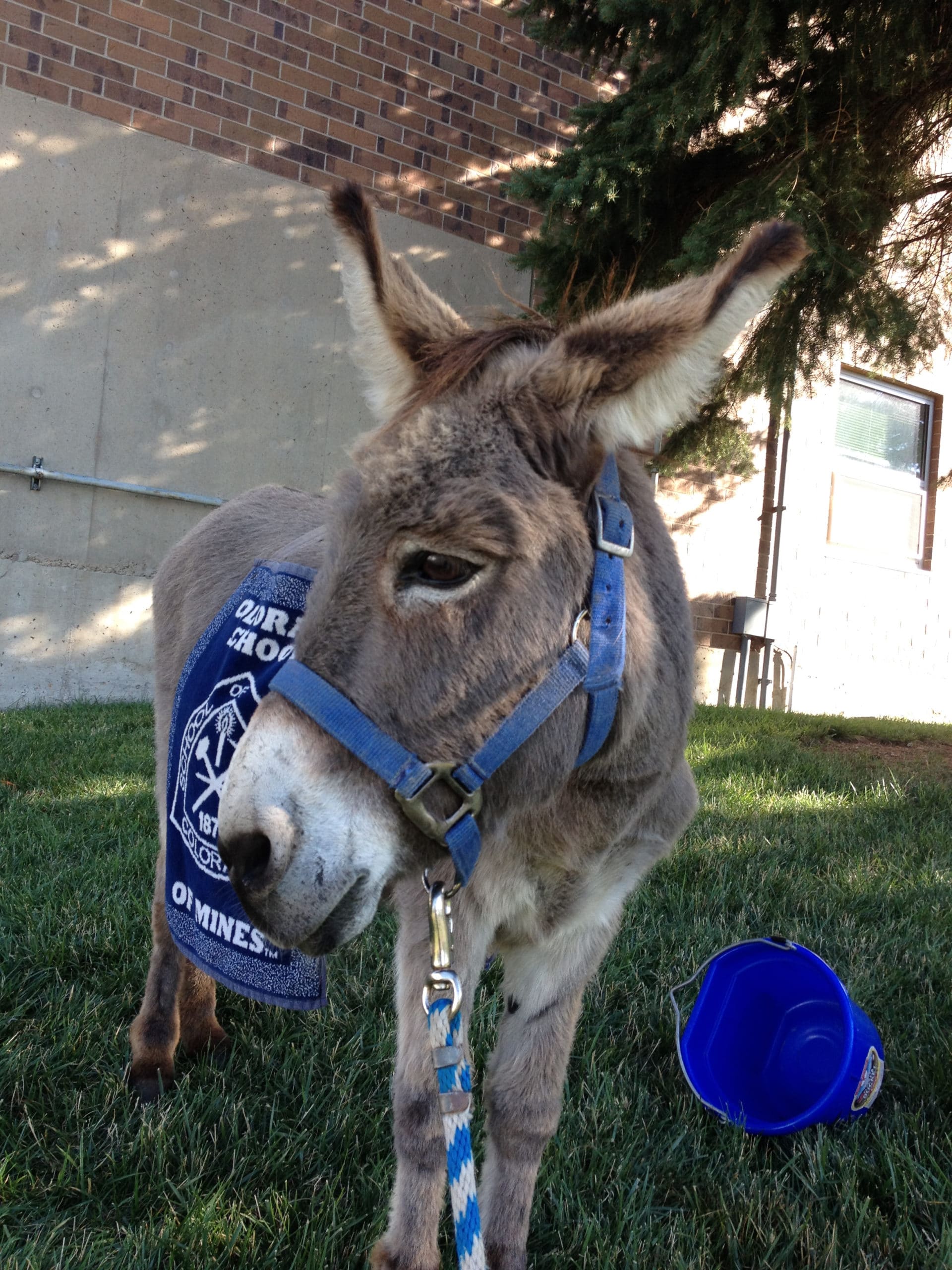 Blaster Burro profile picture
